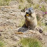 Kristall F Saas-Grund