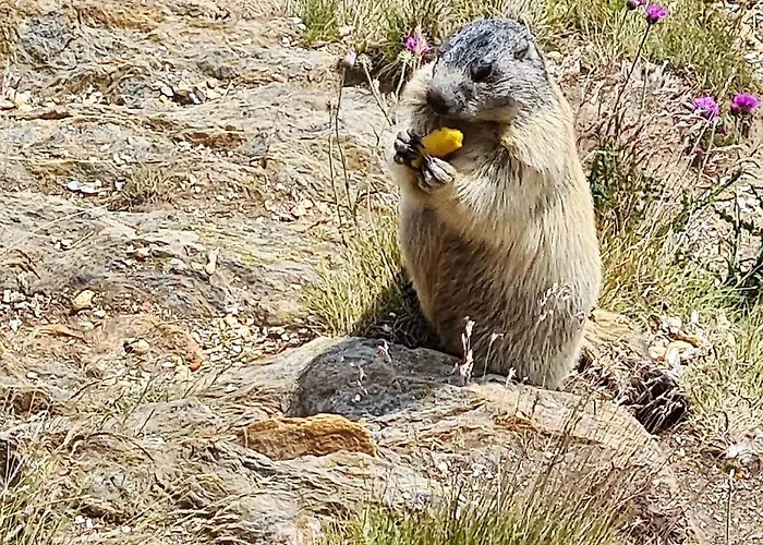 Kristall F סאס-גרונד